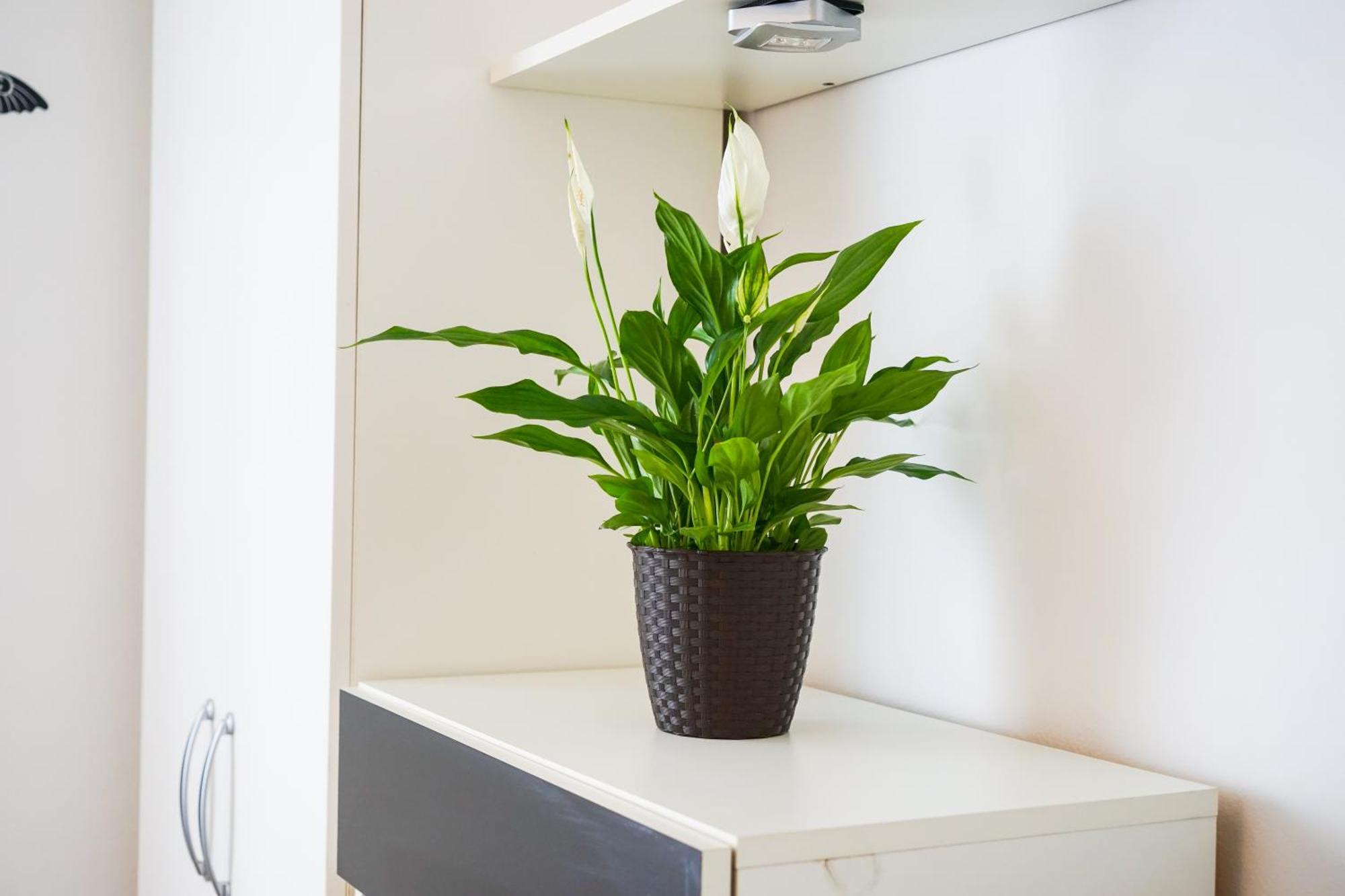 Floral Apartment Zadar Luaran gambar